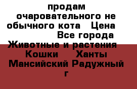 продам очаровательного не обычного кота › Цена ­ 7 000 000 - Все города Животные и растения » Кошки   . Ханты-Мансийский,Радужный г.